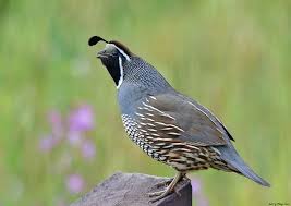 Nab P66 2 California Quail Callipepla California Pet Birds Beautiful Birds Bird Types