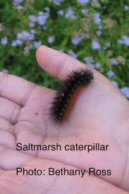 The spiny elm caterpillars are striking in appearance. Common Caterpillars Texas Insect Identification Tools