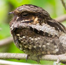 Birds Of Eastern North Carolina Whip Poor Will Ebirdr Funny Birds Bird Birds Tattoo