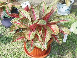 Tapi dia tidak peduli sepanjang yang dikerjakannya. Tak Hanya Hijau Ini 7 Tanaman Hias Dengan Warna Daun Yang Unik