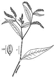 Image result for Persicaria lapathifolia