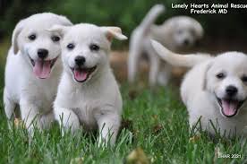 By choosing adoption, you are saving a life—you are part of the solution! Home Lonely Hears Animal Rescue
