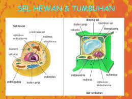 Maybe you would like to learn more about one of these? Struktur Dasar Sel Baik Sel Tumbuhan Maupun Sel Hewan Dari Yang Terluar Adalah