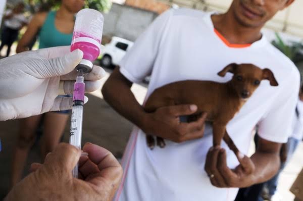Vacinação antirrábica para pets começa nesta quarta, no DF; veja pontos de imunização | G1
