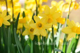 Daffodil foliage typically persists for four to six weeks after blooming. Growing Daffodils Indoors Steps For Forcing Daffodils