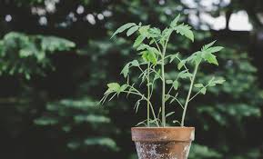 Share this the way a tomato plant grows depends on how a farmer mulches and fertilizes it, say researchers from the u.s. 9 Secrets For Growing Tomatoes In Pots Tomato Bible