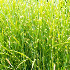 Porcupine Grass Ornamental Grasses Ornamental Grass Landscape Grass Care