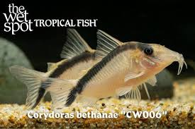 Image result for Dichaetanthera corymbosa
