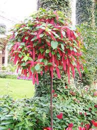 Image result for Acalypha hispida