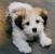 Medium Mixed Breed Dogs