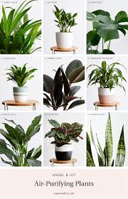 Air Purifying Plants In 2020 Air Purifying House Plants Best Air Purifying Plants Air Cleaning Plants