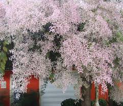 Image result for Congea