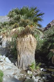 Image result for Washingtonia filifera