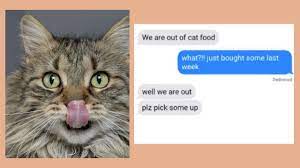 Hungry Cat Funny Text Story Lazy Cat Episode 5 Funny Texts Lazy Cat Funny Cats