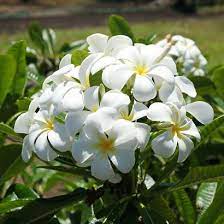 Pin On Petals