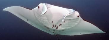 Distinctive features adults are easily. Manta Rays Are Social Creatures Who Are Choosy About Their Friends