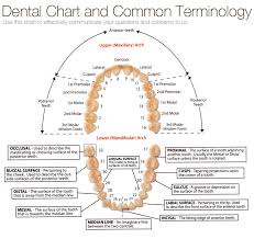 Dental Chart And Common Terminology Em Trauma Dental