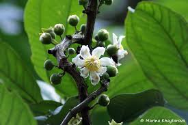 Image result for Bellucia pentamera