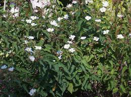 Cespuglio di spathphyllum 25 foglie, 4 fiori bianchi, cm. Cisto Cervo O Cistus Populifolius Caratteristiche Origine E Coltivazione Giardinaggio