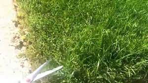 Still, it can actually be quite an effective method for cutting yourgrass. How To Cut Grass Without A Lawnmower Youtube