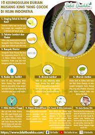 How come the small musang king durian can bear the fruit the most? 10 Keunggulan Durian Musang King Yang Cocok Di Iklim Indonesia Bibit Buahku