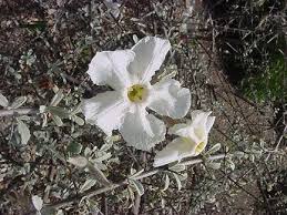 Image result for Catophractes alexandri