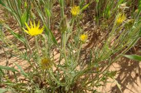 Image result for Hirpicium