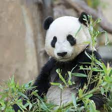 Yun Zi Son Of Cloud Panda Bear Giant Panda Panda