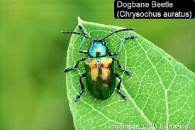 Image result for Chrysochloa hubbardiana