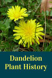 By Nikki Tiley Author Of The Bulb O Licious Garden In Today S World We Grow Edible Plants So We Can Eat Healt Dandelion Plant Organic Gardening Books Plants