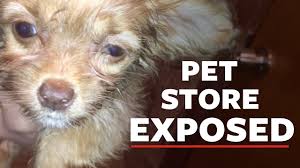 Mercy is up to date on all shots, preventatives and is a healthy little girl. Nyc Pet Store Investigated By Hsus Shuttered But Larger Policy Reforms Needed A Humane World