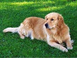 Our golden retriever are our family members who are raised in our home. Golden Retriever Puppies And Dogs For Sale Near You