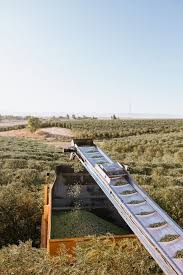 Celebrating Harvest With Cobram Estate Olive Oil Cheetah Is The New Black In 2020 Fresh Olive Oil Maldon Sea Salt Cooking With Olive Oil