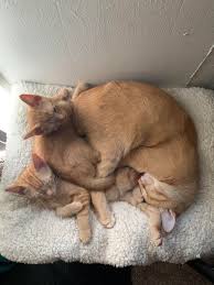 This tag belongs to the additional tags category. The Trio Is Bonding Nicely Monty Klaus Big Brother Theo Bondedpairs
