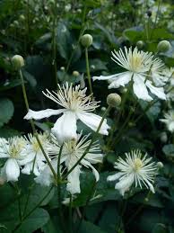 Na świecie rośnie ich ponad 200 gatunków, a liczbę uzyskanych odmian szacuje się na kilka tysięcy. Zielono Zakreceni Powojnik Clematis Paul Farges 1 1