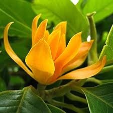 Image result for Magnolia champaca