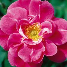 The spring flush is amazing and it will repeat through the summer with a nice fall flush. Rosa John Cabot Climbing Rose Estabrook S