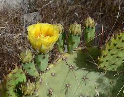 Reproducing prickly pear from the seeds in the fruit is possible and also a great thing to do. Engelmann Tulip Prickly Pear Learn How To Grow An Engelmann Cactus