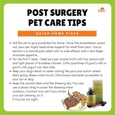 Pin On Keeping Your Dog Healthy