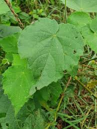 Image result for Abutilon mauritianum