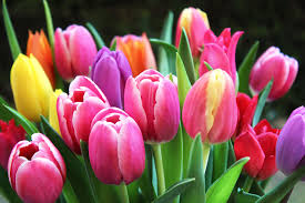 Open a jpeg image in a different program. Bunte Tulpen Kostenlose Bilder Download Titania Foto