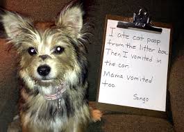 Open containers may present a remote safety risk to unattended cats or dogs. Why Do Dogs Eat Cat Poop Out Of The Litter Box Poc