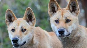 The australian dingo foundation is a team of dedicated volunteers who undertake various tasks to ensure the wellbeing and high quality of care for the resident animals, as well as an array of ancillary. The Australian Dingo Untamed Or Feral On Biology