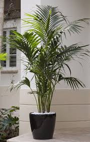 How To Grow Palms Plants Patio Plants Artificial Plants Decor