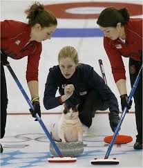 Cat Curling Is Still My Favorite Olympic Sport Cat Curling Funny Photos Funny