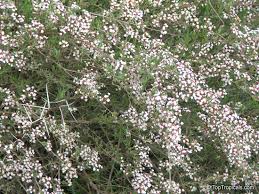 Image result for Eriocephalus racemosus