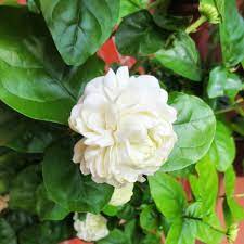 Monrovia On Instagram New For 2016 Summer Soul Arabian Jasmine Large Highly Scented Fully Double Flowers Will Scent Garden Jasmine Flower Flowering Vine