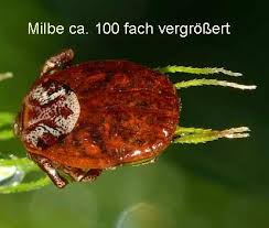 Herbstgrasmilben bisse stiche erkennen ständiger juckreiz grasmilben herbstmilben (▻▻link◅◅pflege gegen. Grasmilben á'• á' Milben Und Scabies Was Tun Tipps 2021