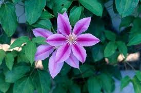 They provide protective cover and nesting areas for birds, and many flowering vines are Perennial Vines Hgtv