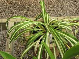 Troubleshooting A Spider Plant With Yellow Leaves Fixing Yellow Leaves On Spider Plants Plants Spider Plants Shade Plants